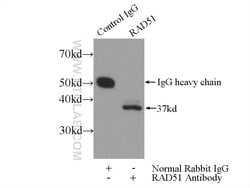 RAD51 Rabbit anti-Human, Mouse, Polyclonal, Proteintech:Antibodies:Primary