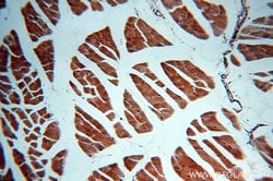 SERPINB6 Rabbit anti-Human, Mouse, Polyclonal, Proteintech:Antibodies:Primary