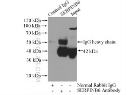 SERPINB6 Rabbit anti-Human, Mouse, Polyclonal, Proteintech:Antibodies:Primary