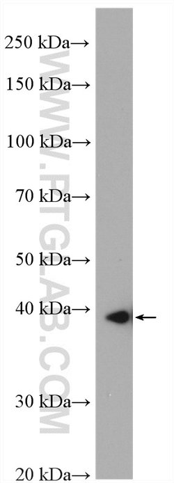 SLC25A39 Rabbit anti-Human, Mouse, Polyclonal, ProteinTech 150 &mu;L; Unconjugated:Antibodies,