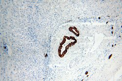 Cytokeratin 19 Rabbit anti-Human, Polyclonal, Proteintech 150 &mu;L; Unconjugated:Antibodies,