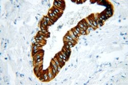Cytokeratin 19 Rabbit anti-Human, Polyclonal, Proteintech 150 &mu;L; Unconjugated:Antibodies,