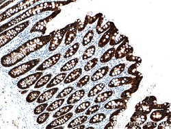 Cytokeratin 19 Rabbit anti-Human, Polyclonal, Proteintech 150 &mu;L; Unconjugated:Antibodies,