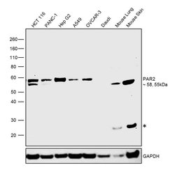 Invitrogen PAR2 Monoclonal Antibody (SAM11), eBioscience , Invitrogen 100