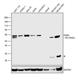 Invitrogen PAR2 Monoclonal Antibody (SAM11), eBioscience , Invitrogen 100