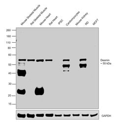 Invitrogen Desmin Monoclonal Antibody (DE-U-10), eBioscience 2 mg; Unconjugated:Antibodies,