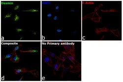 Invitrogen Desmin Monoclonal Antibody (DE-U-10), eBioscience 2 mg; Unconjugated:Antibodies,