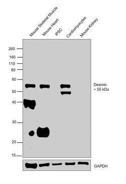 Invitrogen Desmin Monoclonal Antibody (DE-U-10), eBioscience 2 mg; Unconjugated:Antibodies,