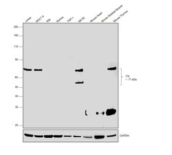 Invitrogen ITK Monoclonal Antibody (2F12), eBioscience 100 &mu;g; Unconjugated:Antibodies,