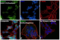 SOX11 Monoclonal Antibody (SOX11-C1), eBioscience , Invitrogen:Antibodies:Primary