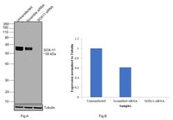 SOX11 Monoclonal Antibody (SOX11-C1), eBioscience , Invitrogen:Antibodies:Primary