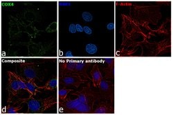 Invitrogen COX4 Monoclonal Antibody (IB52C31H10), eBioscience 100 &mu;g;