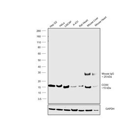 Invitrogen COX4 Monoclonal Antibody (IB52C31H10), eBioscience 100 &mu;g;