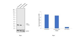 Invitrogen COX4 Monoclonal Antibody (IB52C31H10), eBioscience 100 &mu;g;