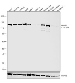 Vinculin Monoclonal Antibody (7F9), eBioscience , Invitrogen:Antibodies:Primary