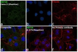 Cytokeratin 18 Monoclonal Antibody (LDK18), eBioscience , Invitrogen:Antibodies:Primary