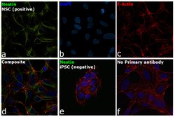 Nestin Monoclonal Antibody (10C2), eBioscience , Invitrogen:Antibodies:Primary