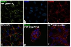 Invitrogen Nestin Monoclonal Antibody (10C2), eBioscience , Invitrogen