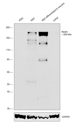Invitrogen Nestin Monoclonal Antibody (10C2), eBioscience , Invitrogen
