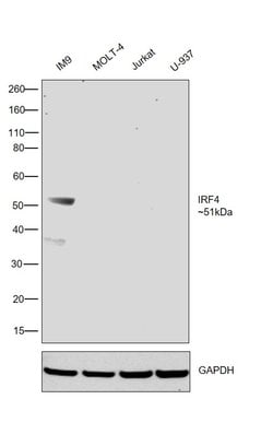 IRF4 Monoclonal Antibody (3E4), eBioscience , Invitrogen:Antibodies, Monoclonal