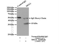 MGLL Rabbit anti-Human, Mouse, Rat, Polyclonal, Proteintech 20 &mu;L; Unconjugated:Anticuerpos