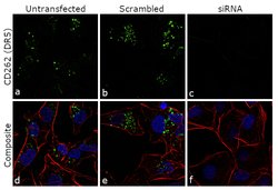 Invitrogen CD262 (DR5) Monoclonal Antibody (DJR2-4 (7-8)), eBioscience