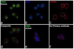 PAX5 Monoclonal Antibody (1H9), eBioscience , Invitrogen:Antibodies:Primary