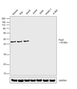 PAX5 Monoclonal Antibody (1H9), eBioscience , Invitrogen:Antibodies:Primary