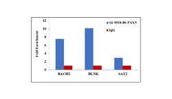 Invitrogen PAX5 Monoclonal Antibody (1H9), eBioscience , Invitrogen 100