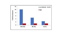 Invitrogen PAX5 Monoclonal Antibody (1H9), eBioscience , Invitrogen 100