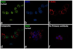 Invitrogen PAX5 Monoclonal Antibody (1H9), eBioscience , Invitrogen 100