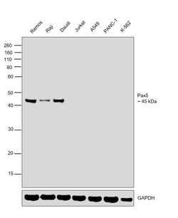 Invitrogen PAX5 Monoclonal Antibody (1H9), eBioscience , Invitrogen 100