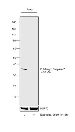Invitrogen Caspase 7 Monoclonal Antibody (20F3), eBioscience 25 &mu;g;