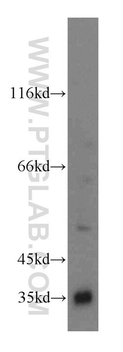 Proteintech RENALASE Rabbit anti-Human, Mouse, Rat, Polyclonal, Proteintech