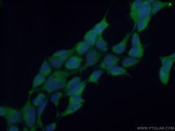 RENALASE Rabbit anti-Human, Mouse, Rat, Polyclonal, Proteintech:Antikörper:Primärantikörper