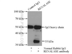 RENALASE Rabbit anti-Human, Mouse, Rat, Polyclonal, Proteintech:Antikörper:Primärantikörper