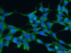 ARIH2 Rabbit anti-Human, Mouse, Rat, Polyclonal, Proteintech:Antibodies:Primary