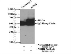 ARIH2 Rabbit anti-Human, Mouse, Rat, Polyclonal, Proteintech:Antibodies:Primary