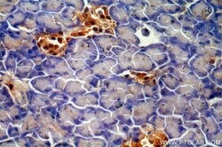 ENC1 Rabbit anti-Human, Mouse, Rat, Polyclonal, Proteintech 150 &mu;L;