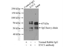 ENC1 Rabbit anti-Human, Mouse, Rat, Polyclonal, Proteintech 150 &mu;L;