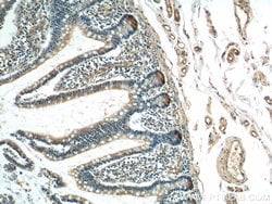 Lysozyme Rabbit anti-Human, Mouse, Rat, Polyclonal, Proteintech 150 &mu;L;