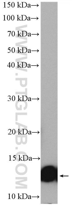Lysozyme Rabbit anti-Human, Mouse, Rat, Polyclonal, Proteintech 150 &mu;L;