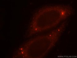 OSGEP Rabbit anti-Human, Mouse, Rat, Polyclonal, Proteintech 150 &mu;L;