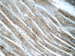 OSGEP Rabbit anti-Human, Mouse, Rat, Polyclonal, Proteintech 150 &mu;L;
