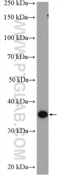 OSGEP Rabbit anti-Human, Mouse, Rat, Polyclonal, Proteintech 150 &mu;L;