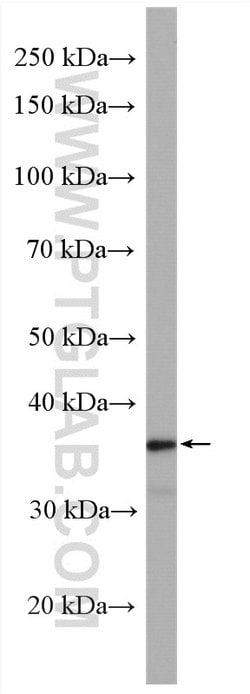 OSGEP Rabbit anti-Human, Mouse, Rat, Polyclonal, Proteintech 150 &mu;L;