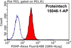POMP Rabbit anti-Human, Mouse, Rat, Polyclonal, Proteintech 150 &mu;L;
