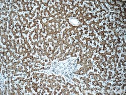 POMP Rabbit anti-Human, Mouse, Rat, Polyclonal, Proteintech 150 &mu;L;