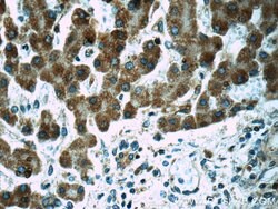 POMP Rabbit anti-Human, Mouse, Rat, Polyclonal, Proteintech 150 &mu;L;