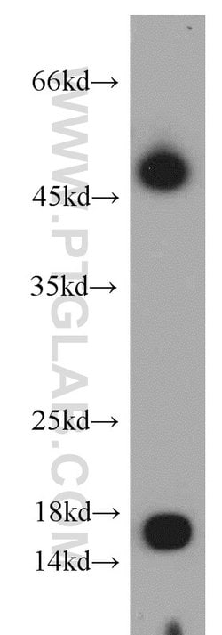 POMP Rabbit anti-Human, Mouse, Rat, Polyclonal, Proteintech 150 &mu;L;